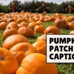 130+ Pumpkin Patch Captions to Paint Your Feed Orange
