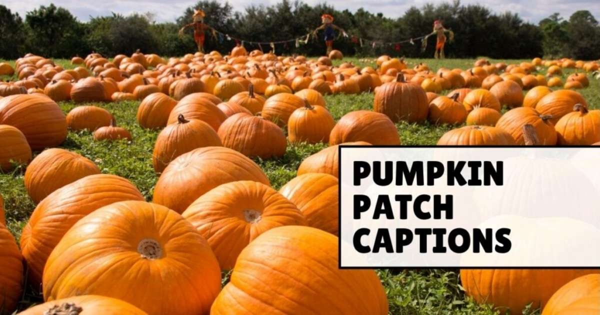 130+ Pumpkin Patch Captions to Paint Your Feed Orange