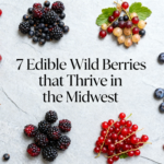 7 Edible Wild Berries that Thrive in the Midwest